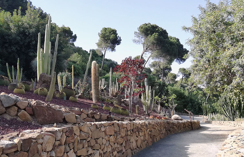 Jardín de cactus